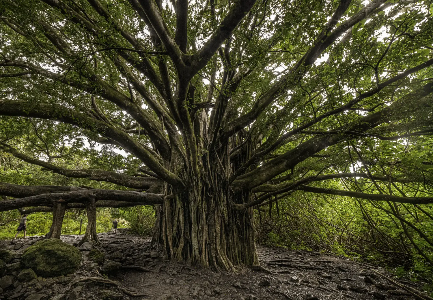 Baum im Wald von Achtsamkeitstraining 