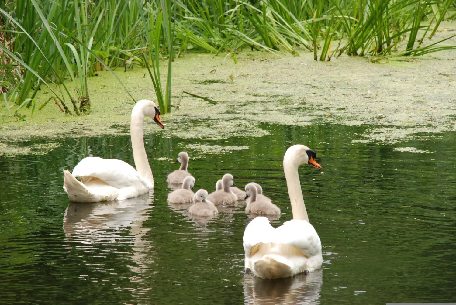 Ente von Achtsamkeitstraining 